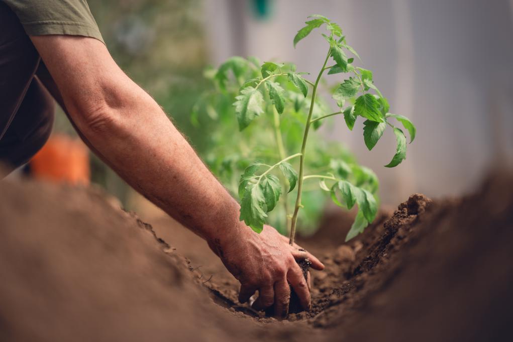 What Kind of Garden Should You Plant for Survival